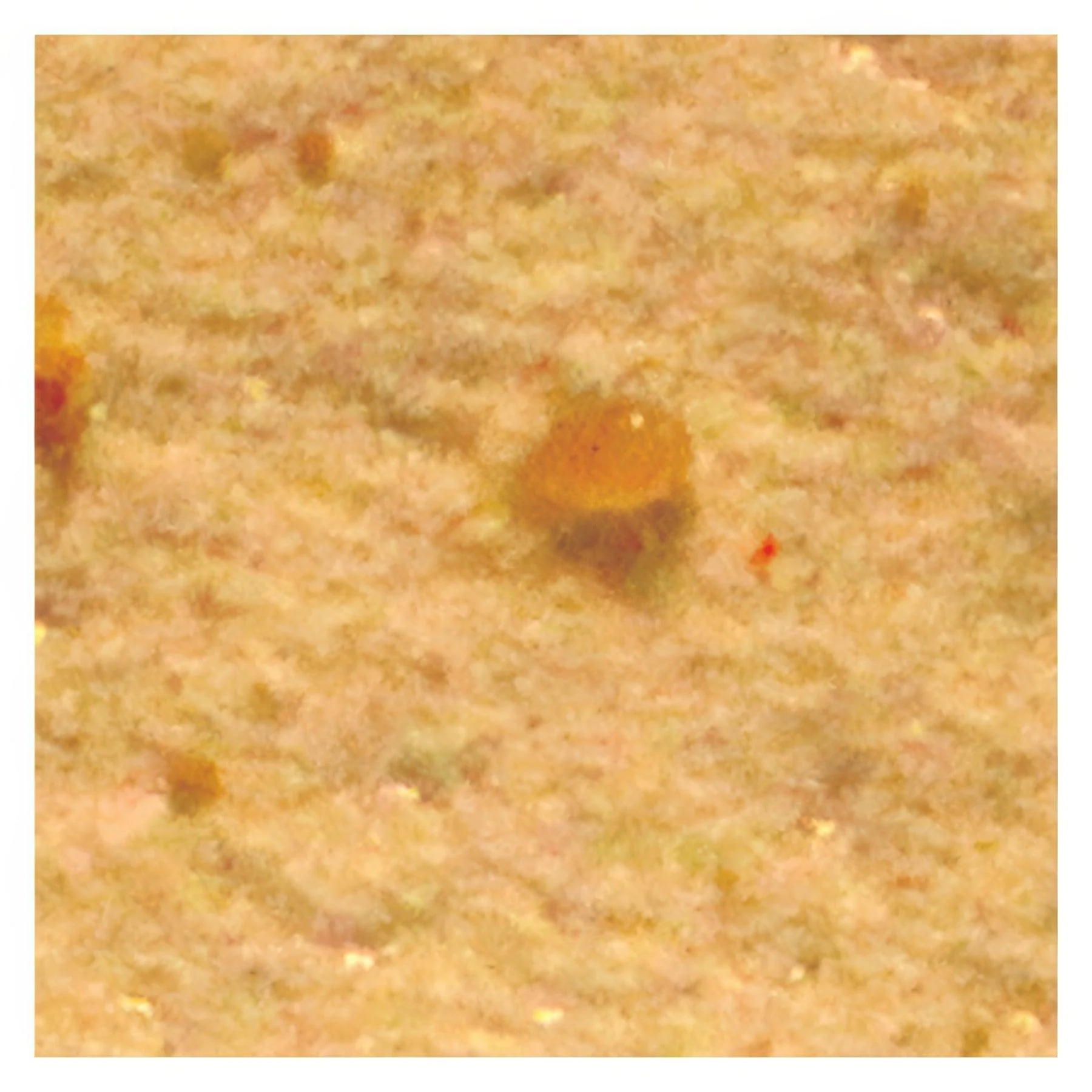 ARBICO Organics Amblyseius Andersoni Beneficial Mites - Image 6