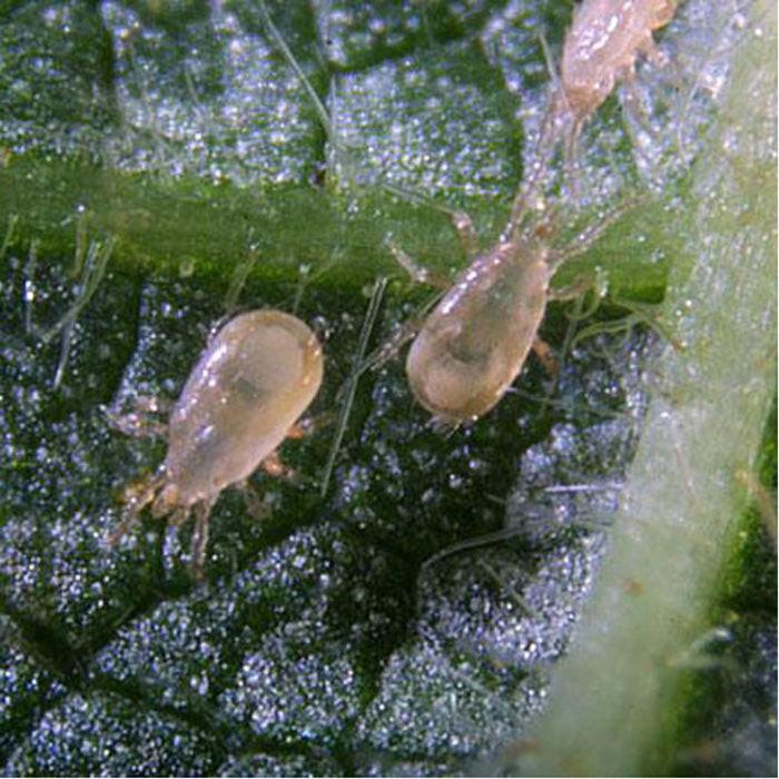 ARBICO Organics Amblyseius Cucumeris Beneficial Mites - Image 5