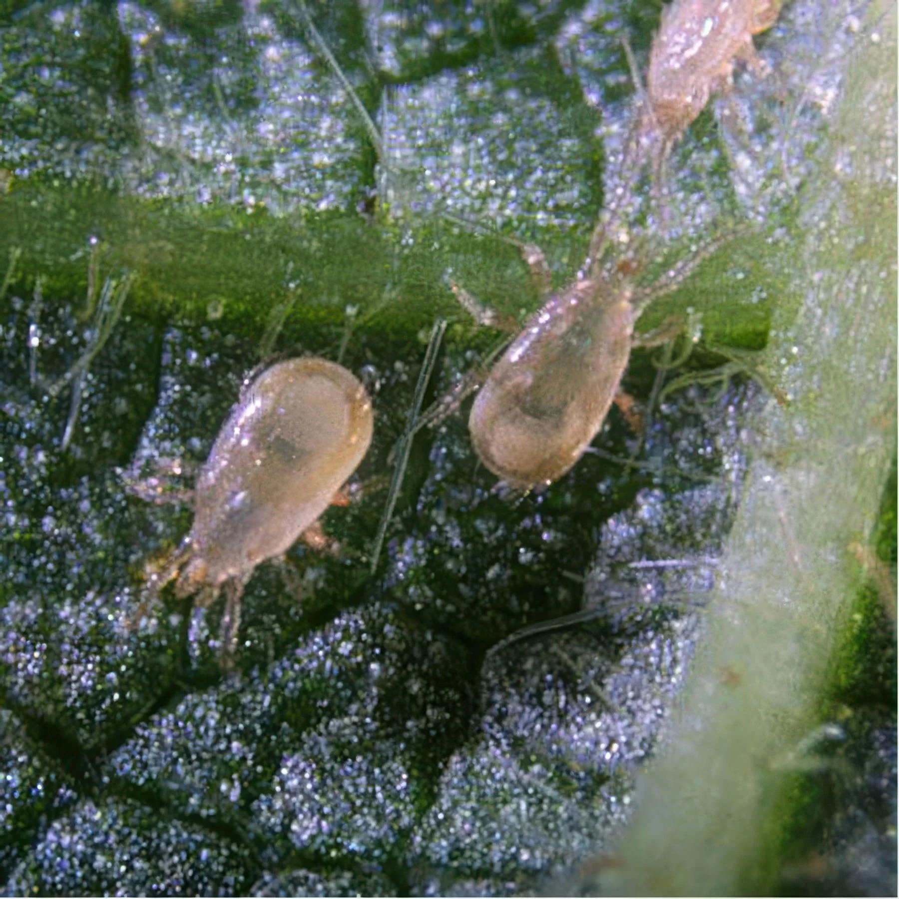 ARBICO Organics Amblyseius Cucumeris Beneficial Mites, Pack of 100,000 in Bran