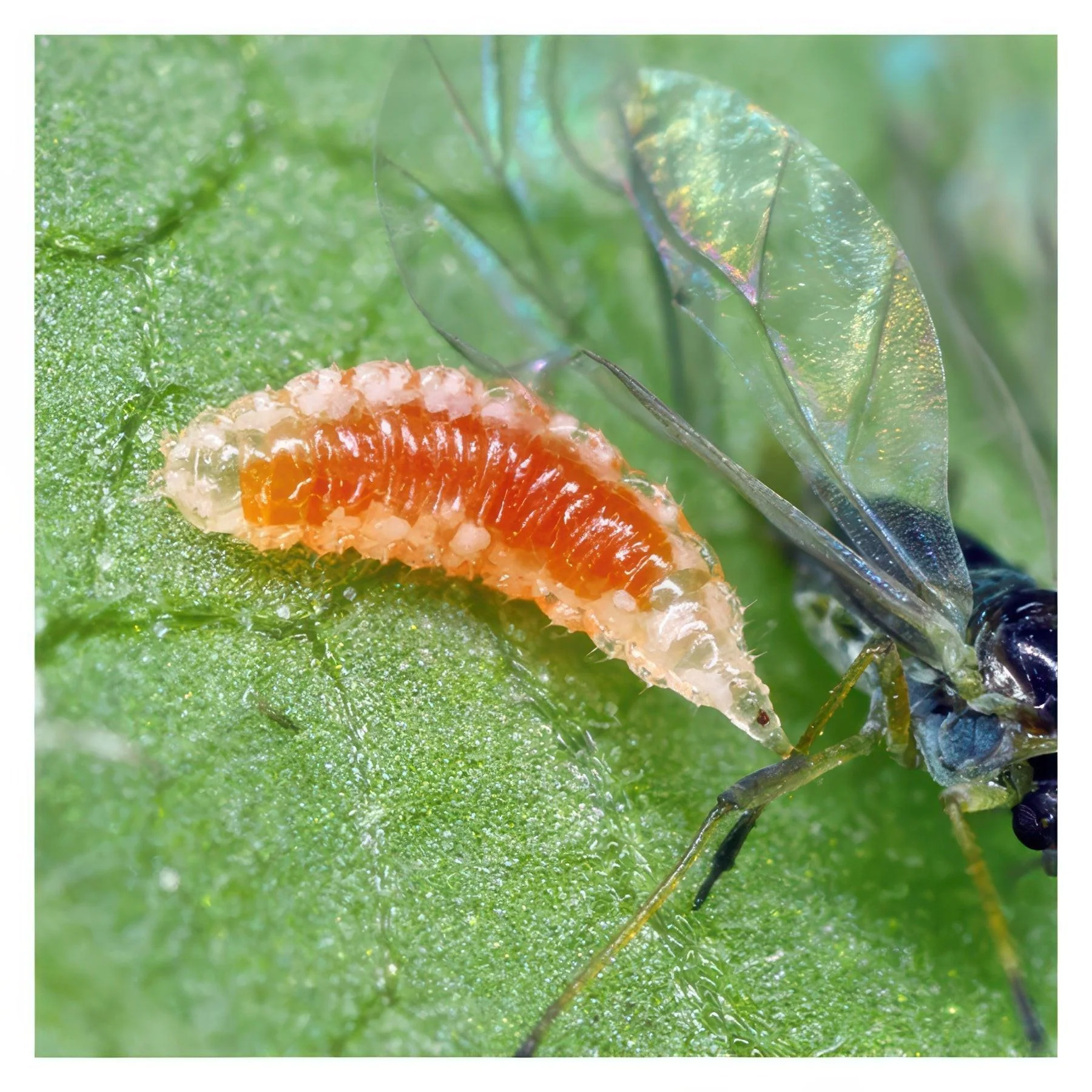 ARBICO Organics Aphidoletes Aphidimyza Beneficial Insects - Image 5