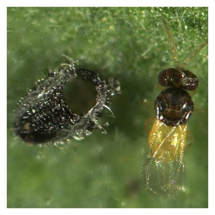 ARBICO Organics Encarsia Formosa Whitefly Parasite Beneficial Wasps - Image 4