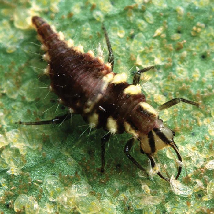 ARBICO Organics Green Lacewing Eggs On Hanging Cards, 5,000 Eggs - Image 3