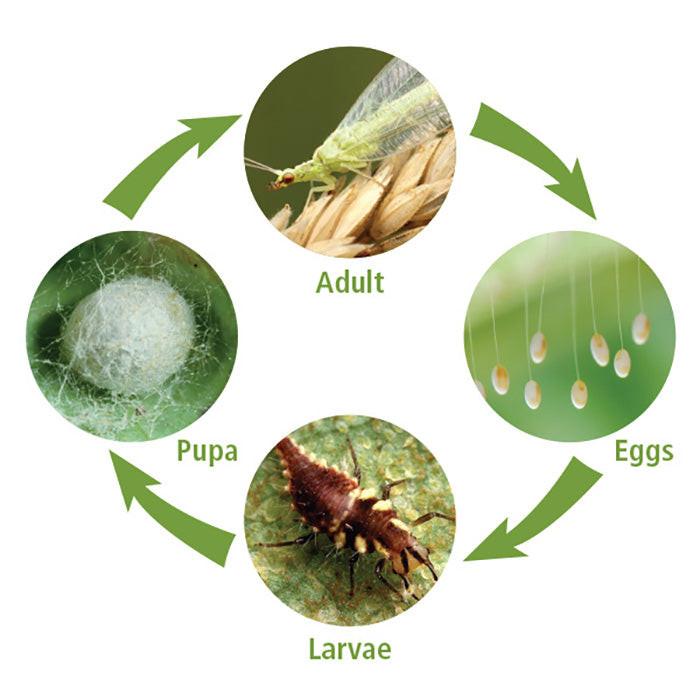 ARBICO Organics Green Lacewing Eggs, Pack of 250,000 Eggs - Image 3