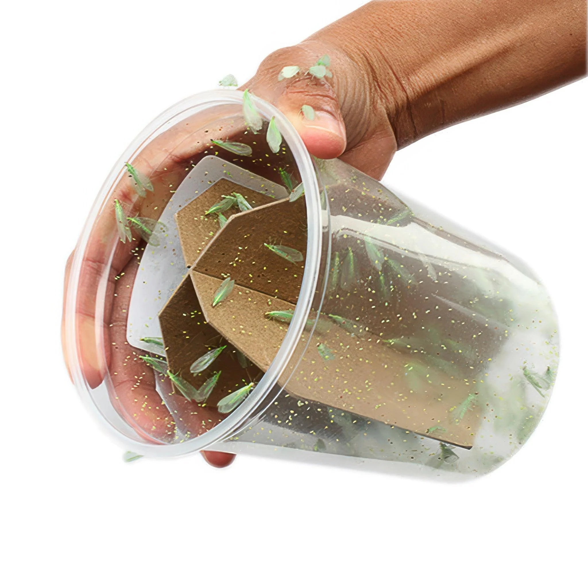 ARBICO Organics Green Lacewing Pre-Fed Adults, Pack of 500