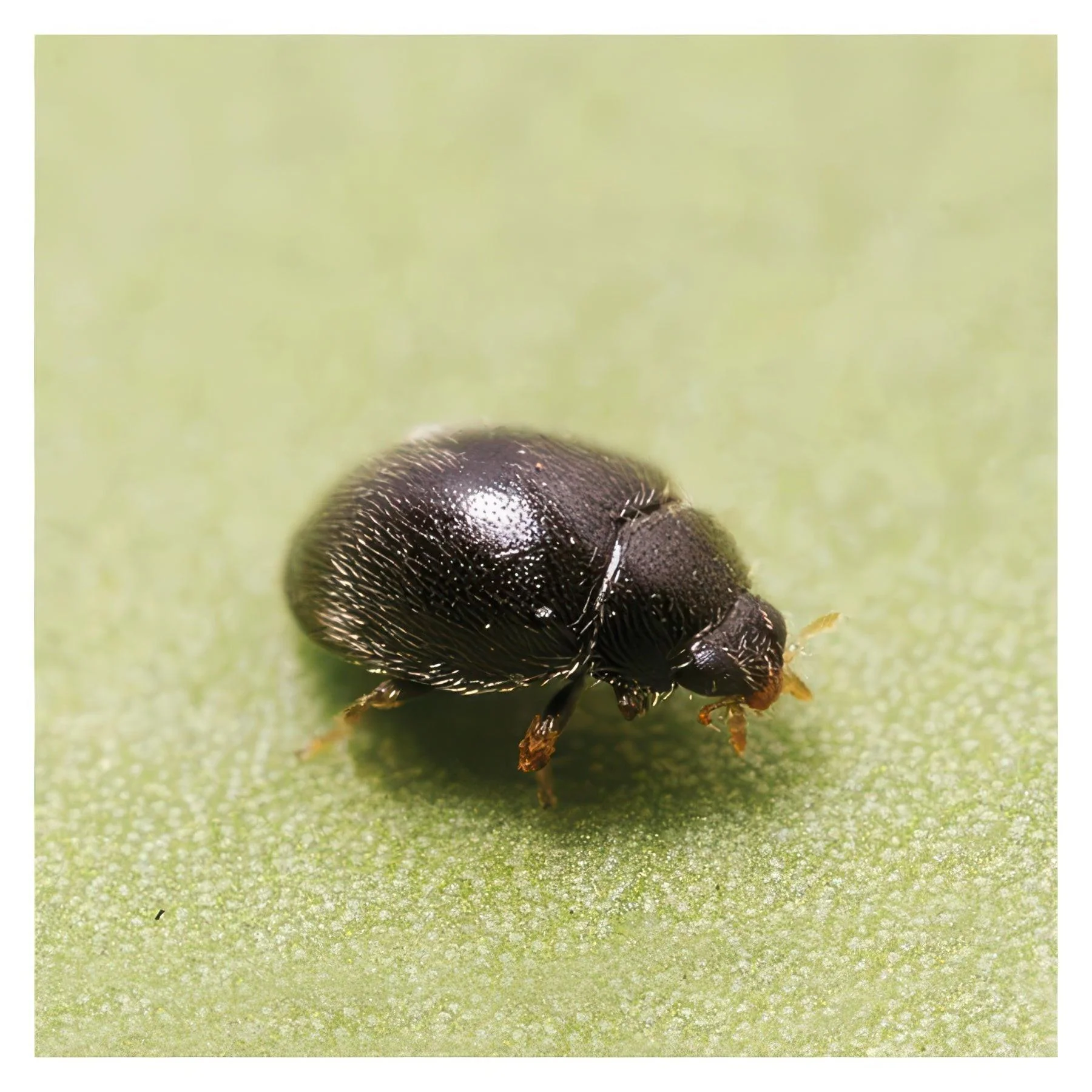 ARBICO Organics Stethorus Punctillum Spidermite Destroyer Beneficial Insects, Pack of 100