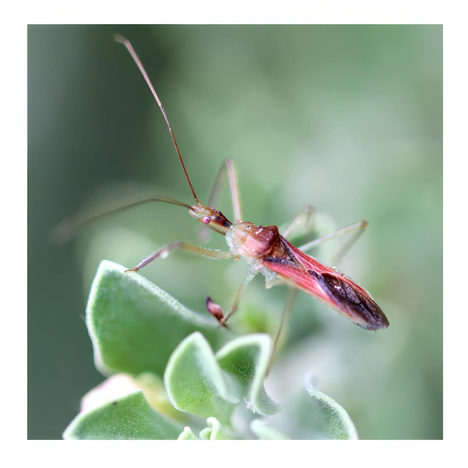 ARBICO Organics Zelus Renardii Leafhopper Assassin Bugs - Image 4