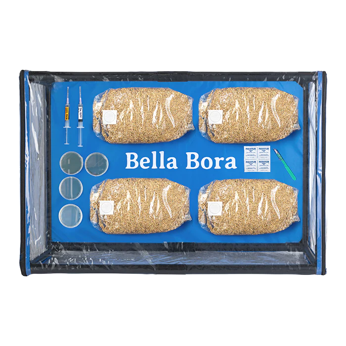 Bella Bora Still Air Box V1 - Image 7