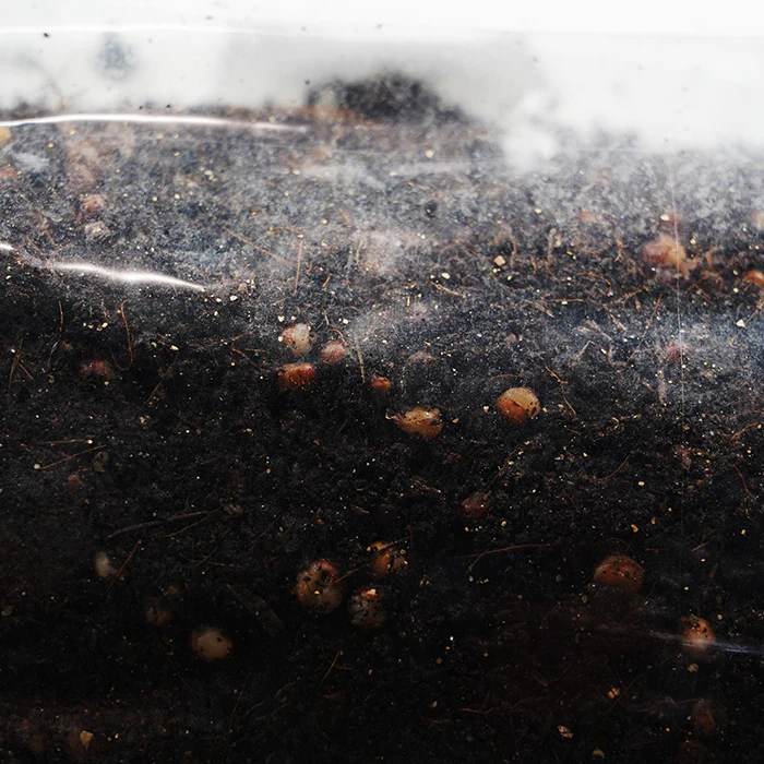 DL Wholesale SuperSpore All-In-One Mushroom Substrate Grow Bag, 7 lbs - Image 2