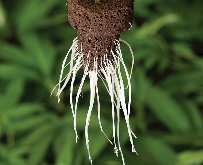 EZ-Clone Propagator Pro Cloning Collar - Image 7
