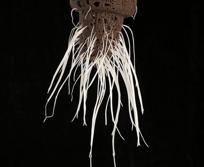 EZ-Clone Propagator Pro Cloning Collar - Image 8
