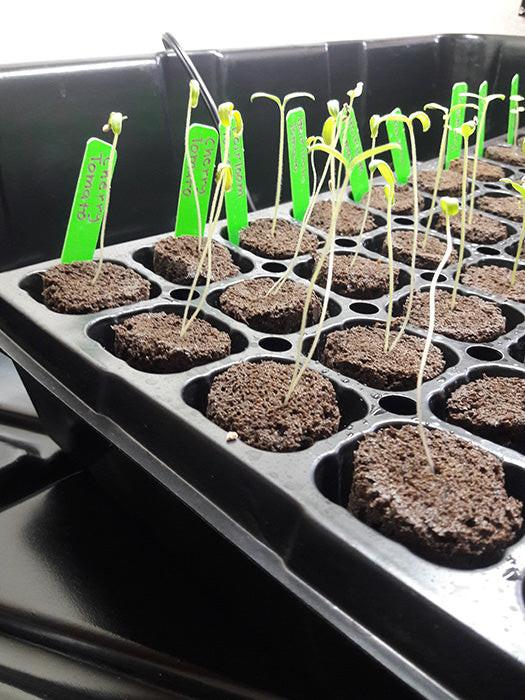 HBX 50 Site Seedling Starter Kit with Root Plugs - Image 11
