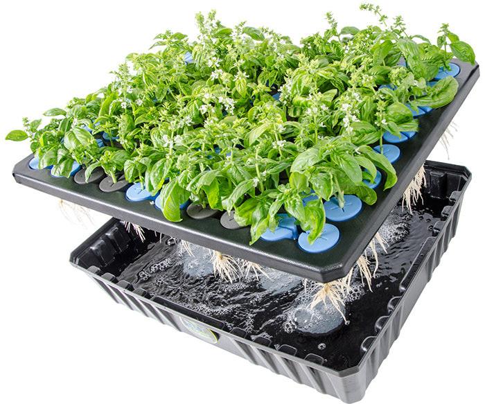 oxyCLONE Cloning System - 20, 40 & 80 Sites - Image 3
