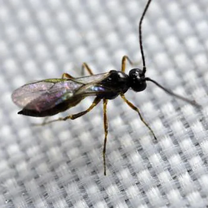 Tip Top Bio-Control Aphidius Colemani & Ervi Beneficial Insect Mix - Image 4