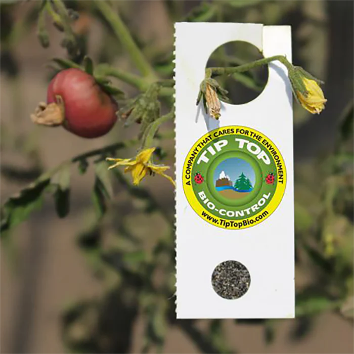 Tip Top Bio-Control Encarsia Formosa Beneficial Insects, Hanging Card of 10,000