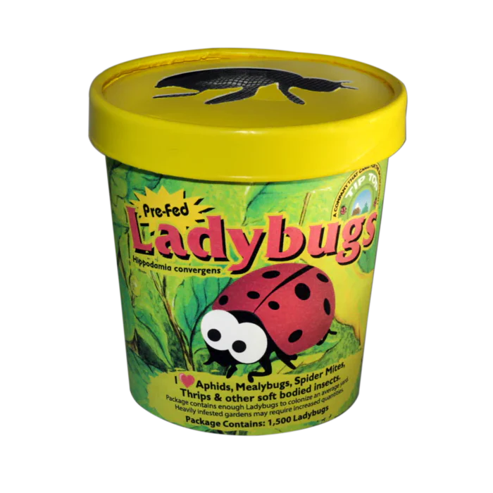 Tip Top Bio-Control Pre-Fed Ladybugs - Image 3