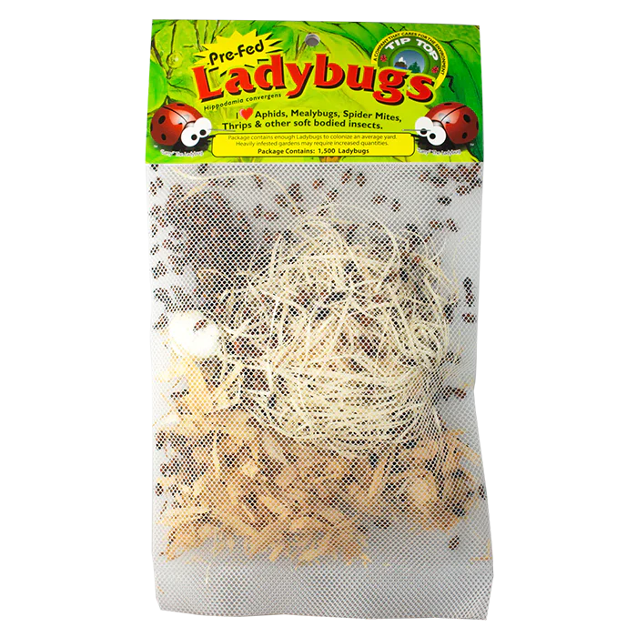Tip Top Bio-Control Pre-Fed Ladybugs - Image 10
