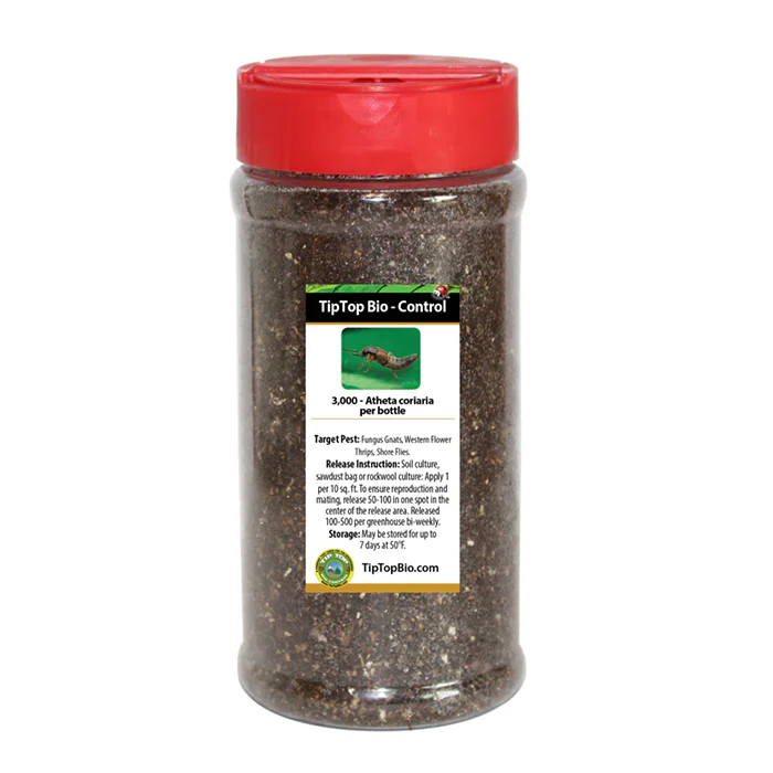 Tip Top Bio-Control Rove Beetle - Dalotia (Atheta) Coriaria Beneficial Insects - Image 2